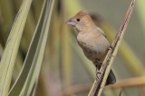 Blue Grosbeak