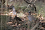 Montezuma Quail