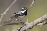 Black-throated Gray Warbler