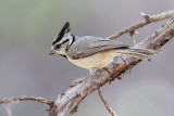 Bridled Titmouse