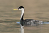 Western Grebe