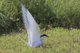 Arctic Tern