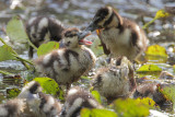 Black-bellied Whistling-Duck