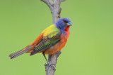 Painted Bunting