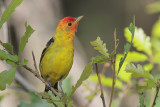 Western Tanager