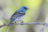 Lazuli Bunting