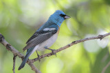Lazuli Bunting