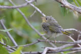 Yellow Warbler