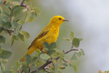 Yellow Warbler