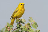 Yellow Warbler