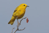 Yellow Warbler