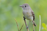 Dusky Flycatcher