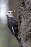 White-headed Woodpecker