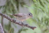 Warbling Vireo