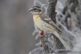 Black-headed Grosbeak