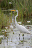 Great Egret