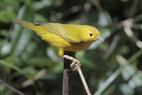 Yellow Warbler