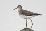 Solitary Sandpiper