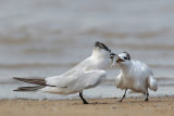 Sandwich Tern