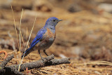 Western Bluebird