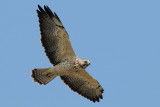 Swainsons Hawk