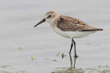 Western Sandpiper