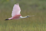 Roseate Spoonbill
