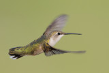 Ruby-throated Hummingbird