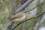 Warbling Vireo