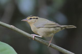 Worm-eating Warbler