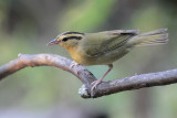 Worm-eating Warbler