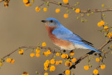 Eastern Bluebird