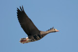 Greater White-fronted Goose