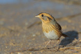 Nelson's Sparrow