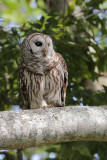 Barred Owl