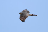 Sharp-shinned Hawk