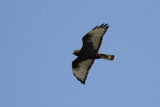 Broad-winged Hawk (Dark Morph)