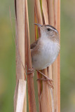 Marsh Wren