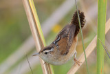 Marsh Wren