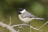 Carolina Chickadee