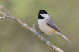 Carolina Chickadee