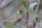Rufous/Allens Hummingbird