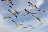 Laughing Gull