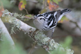 Black-and-white Warbler