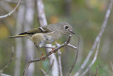 Ruby-crowned Kinglet