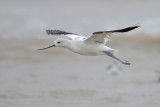 American Avocet