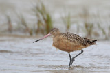 Marbled Godwit