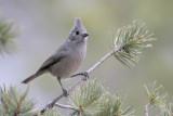 Juniper Titmouse