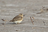 Mountain Plover