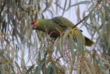 Red-lored Parrot